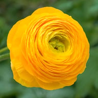 Ranunculus Asiaticus Yellow Corm