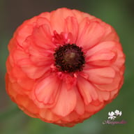 Ranunculus Asiaticus Orange Corm