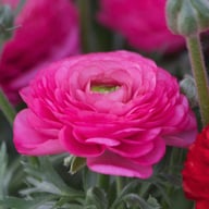 Ranunculus Asiaticus Pink Corm