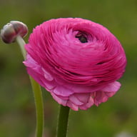 Ranunculus Asiaticus Pink Corm