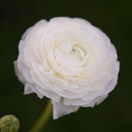 Ranunculus Asiaticus White Corm