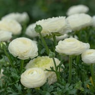 Ranunculus Asiaticus White Corm
