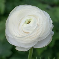 Ranunculus Asiaticus White Corm