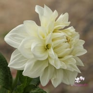 Bull's Pride Dahlia Knöl