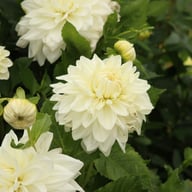 Bull's Pride Dahlia Knöl