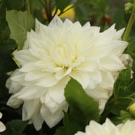 Bull's Pride Dahlia Knöl