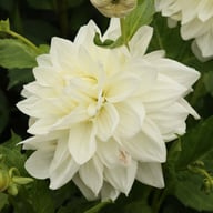 Bull's Pride Dahlia Knöl