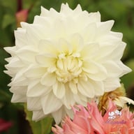 Bull's Pride Dahlia Knöl