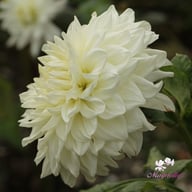 Bull's Pride Dahlia Knöl