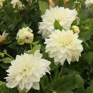 Bull's Pride Dahlia Knöl