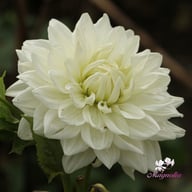 Bull's Pride Dahlia Knöl