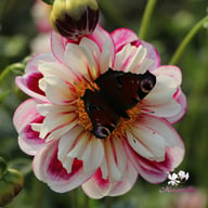 Bumble Rumble Dahlia Knöl