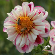 Bumble Rumble Dahlia Knöl