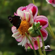 Bumble Rumble Dahlia Knöl