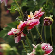Bumble Rumble Dahlia Knöl