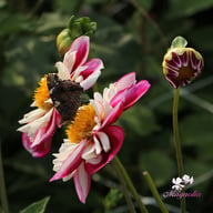 Bumble Rumble Dahlia Knöl