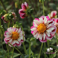 Bumble Rumble Dahlia Knöl