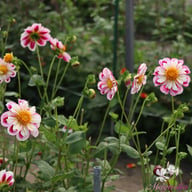 Bumble Rumble Dahlia Knöl