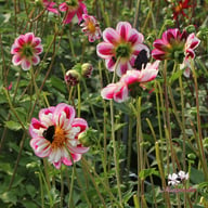 Bumble Rumble Dahlia Knöl