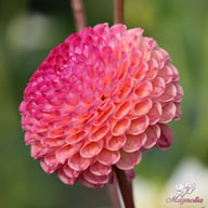 Burlesca Dahlia Knöl