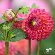 Burlesca Dahlia Knöl