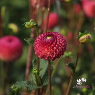 Burlesca Dahlia Knöl