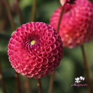 Burlesca Dahlia Knöl