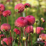 Burlesca Dahlia Knöl