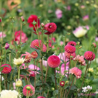 Burlesca Dahlia Knöl