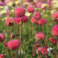 Burlesca Dahlia Knöl
