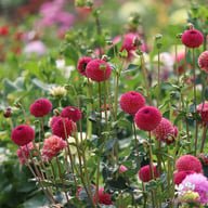 Burlesca Dahlia Knöl
