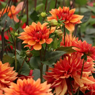 Burning Idylle Dahlia Knöl
