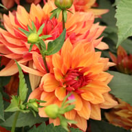 Burning Idylle Dahlia Knöl