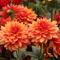 Burning Idylle Dahlia Knöl
