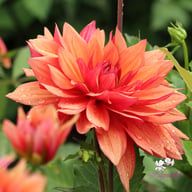 Burning Idylle Dahlia Knöl