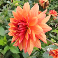 Burning Idylle Dahlia Knöl