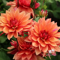 Burning Idylle Dahlia Knöl