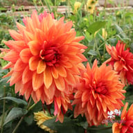 Burning Idylle Dahlia Knöl