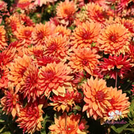 Burning Idylle Dahlia Knöl