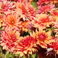 Burning Idylle Dahlia Knöl