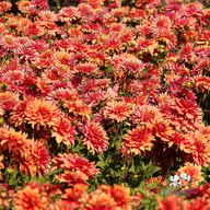 Burning Idylle Dahlia Knöl