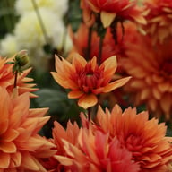 Burning Idylle Dahlia Knöl