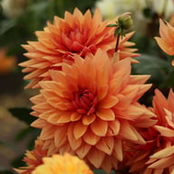 Burning Idylle Dahlia Knöl