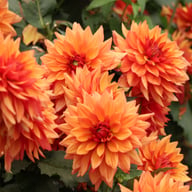 Burning Idylle Dahlia Knöl