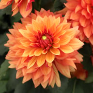 Burning Idylle Dahlia Knöl