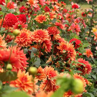 Burning Idylle Dahlia Knöl