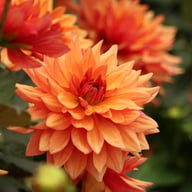 Burning Idylle Dahlia Knöl