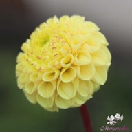 Buttercup Dahlia Knöl