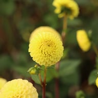 Buttercup Dahlia Knöl