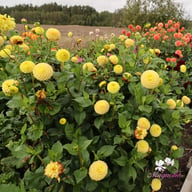 Buttercup Dahlia Knöl